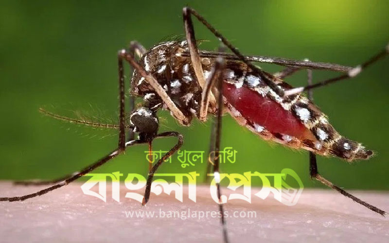 ডেঙ্গুতে আজ ৪ জনের মৃত্যু