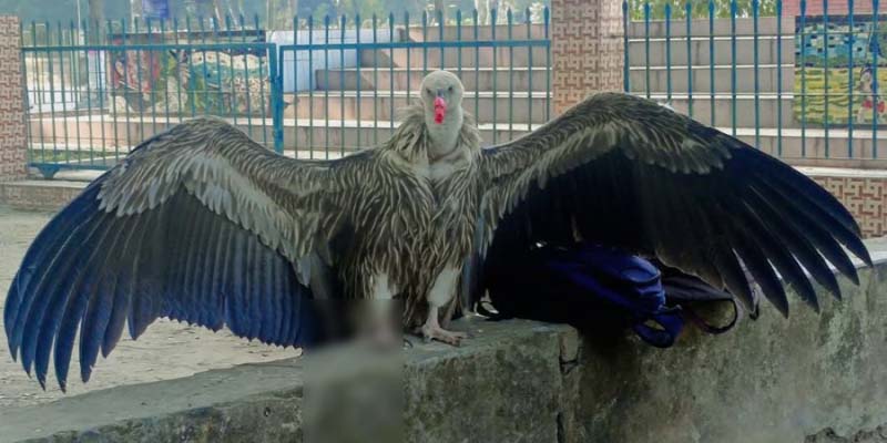 ‘হাজার মাইল পাড়ি’ দিয়ে এসে রংপুরে গাছে আটকা পড়েছে বিরল প্রজাতির শকুন