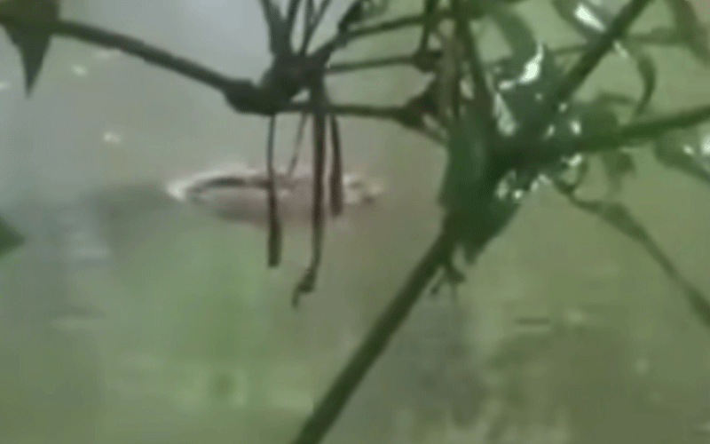 লাড়কির ঘর থেকে পুকুরে পড়ল কুমির, এলাকায় তোলপাড়  