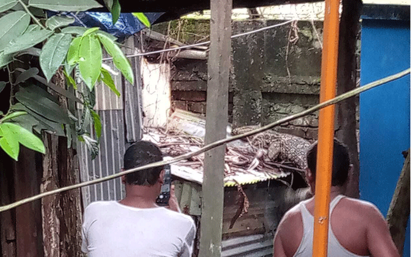 হাতিয়াতে গুইসাপ ভাসছিল পুকুরে, কুমির গুজবে তোলপাড়