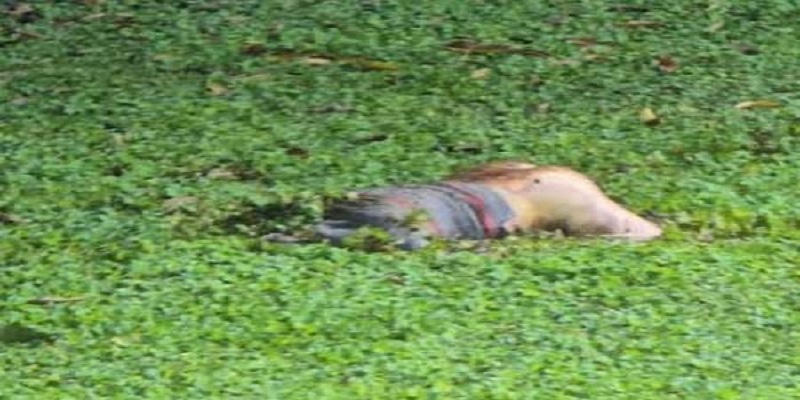 নোয়াখালীতে নিখোঁজের ৩দিন পর যুবকের মরদেহ মিলল দীঘিতে