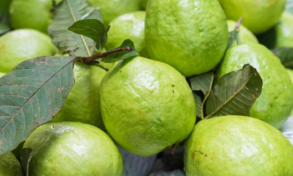 প্রতিদিন পেয়ারা খাওয়ার কয়েকটি অসাধারণ উপকারিতা