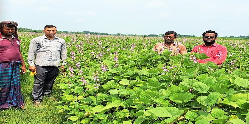 ঝিনাইদহে কৃষকেরা আগাম জাতের ‘রূপবান’ ও ‘হাবিল’ শিম চাষে ঝুঁকছেন